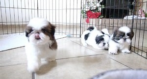 Beautiful male & female Shih Tzu puppies For Sale